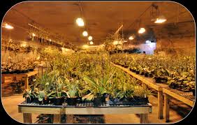 Light is a basic precondition for plant growth; Grow Light Tips Atlantis Hydroponics Blog