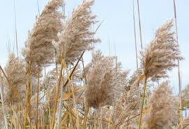 Image result for Phragmites australis