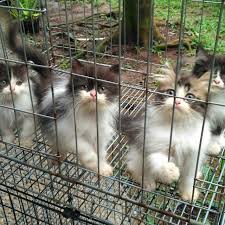 Kucing ini salah satu yang sudah memiliki tampilan yang terlihat menonjol karena dari warna bulunya mempunyai warna hitam di sebelah hidung, dan bagian lingkaran mata. Anak Kucing Persia Medium Hitam Putih Lincah Aktif Limited Serba Serbi Others Di Carousell