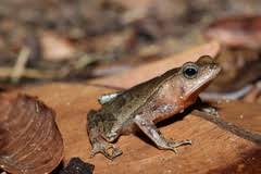 Amphibiens de Guyane · iNaturalist Australia