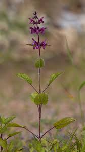Image result for Stachys aculeolata