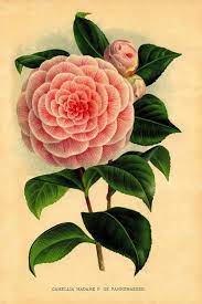 Vintage Botanical Print Pink Camellia Flower Clipart Digital Etsy Vintage Botanical Prints Botanical Prints Botanical Art