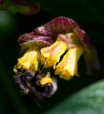 Image result for Bombus hypnorum