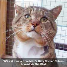 Fiv The Facts Not The Fiction About Feline Immunodeficiency Virus Cat Chat