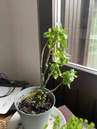 Image result for Kalanchoe