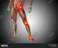 The lower limbs are specialized for transmission of body weight and locomotion. Conceptual 3d Image Photo Free Trial Bigstock