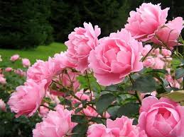 È una pianta che f. Perche Le Rose Cambiano Colore Varieta Di Rose Rare E Stravaganti Va Ricordato Che Le Rose