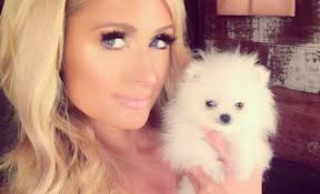 Paris Hilton buys Pomeranian dog for $13,000
