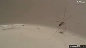 Poisonous spiders insects and snakes in britain uk england. Debunked Are Daddy Longlegs The Most Poisonous Spiders In The World