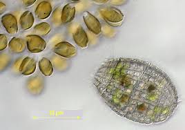 ~ pond life identification kit ~ a simple guide to small and microscopic pond life with links to micscape resources: Introduction To Microscopic Animals And Plants Quekett Microscopical Club