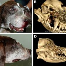 Nose cancer (or nasal adenocarcinoma) occurs when too many cells in the animal's nasal and sinus passages come together. Pdf Transitional Carcinoma With Extensive Invasion Of The Bony Orbit In A Dog