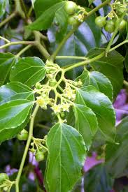 Image result for Colubrina asiatica