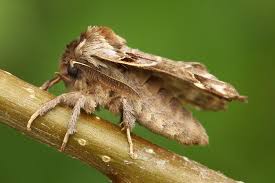 Image result for Pygaera timon