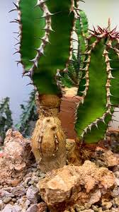 Image result for Euphorbia cooperi