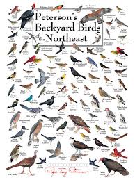 Birds Of Western Washington Identification Image Result For Bird Identification Chart Washington State Bird Identification Backyard Birds Bird Silhouette