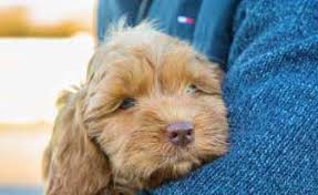 Feel free to browse hundreds of active classified puppy for sale listings, from dog breeders in pa and the surrounding areas. Lomond Hills Labradoodles Australian Labradoodle Puppies For Sale