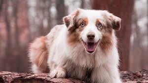 Australian shepherd information including personality, history, grooming, pictures, videos, and the akc breed standard. Australian Shepherd Puppy Dog Breed Information Petmoo