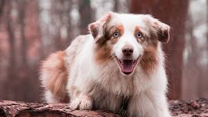 They won't be able to have puppies for a while. Australian Shepherd Puppy Dog Breed Information Petmoo