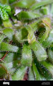 Image result for Droseraceae