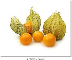 physalis fruit art print canvas print poster wall art home decor c ebay fruit golden berries fruit art print