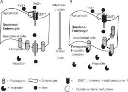 Understanding And Exploiting Hepcidin As An Indicator Of Anemia Due To Chronic Kidney Disease Sciencedirect