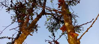 Image result for Ormocarpum kirkii