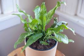More images for crocodile fern indoor care » Crocodile Fern Indoor Plant Care Growing Guide