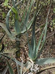 Image result for Aloe ribauensis