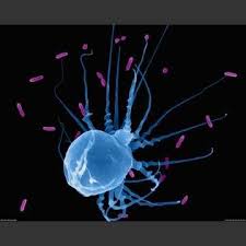 Pin On Beautiful Biology