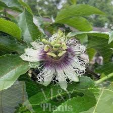 Image result for Passiflora edulis