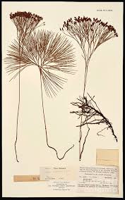 Image result for Schizaea