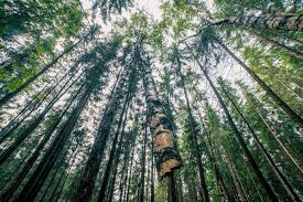 Photos, address, and phone number, opening hours, photos, and user reviews on yandex.maps. OpreÈ™te TÄƒierile Ilegale Din PÄƒdurile Romaniei Greenpeace Romania