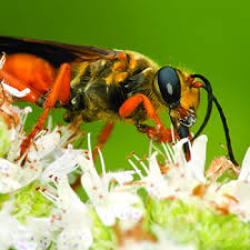 The larvae feed on living insects that the females paralyze and carry to the underground nest. Digger Wasp Catseye Pest Control