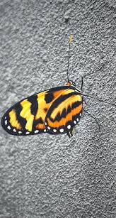 Image result for Lepidagathis eriocephala