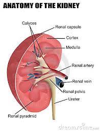 Anatomy Of The Kidney Anatomy Medical Knowledge Human Anatomy And Physiology