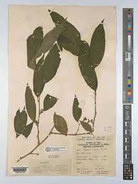Image result for Erythrococca zambesiaca