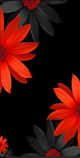 Spanish Colors Flowers Black Background Flower Wallpaper Black Background Photography