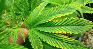 Check spelling or type a new query. Magnesium Deficiency In Cannabis Plants How To Spot It And What To Do Sensi Seeds