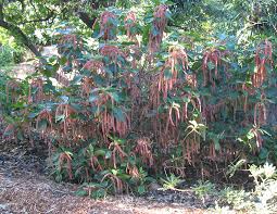 Image result for Acalypha sonderiana