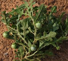 Image result for Solanum supinum
