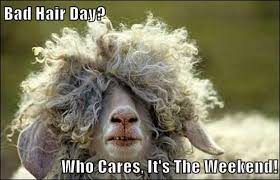 The end of the week is approaching, friday is a day to tie up loose ends, a day to dream of the delights of the weekend. It Will Be What It Will Be Animal Comedy Animal Comedy Funny Animals Animal Gifs