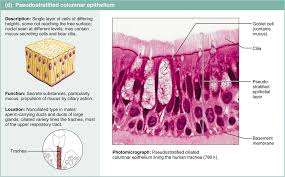 4 2 Epithelial Tissue Covers Body Surfaces Lines Cavities And Forms Glands Tissue Types Anatomy And Physiology Human Anatomy And Physiology