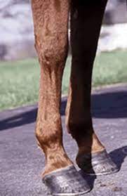 How To Identify Pastern Problems The Horse Owner S Resource