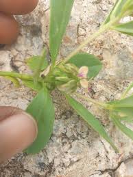 Image result for Polygala arenaria
