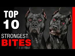 Top 10 Dogs With Strongest Bite Force