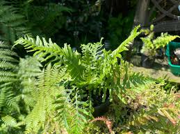 Image result for Blechnum attenuatum