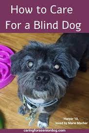 How To Keep Your Blind Dog Safe Caring For A Senior Dog Blind Dog Senior Dog Dog Care
