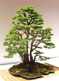 Pin Von Brian King Auf Larix Decidua Alerce B Bonsai Baum Bonsai Pflanzen Bonsai