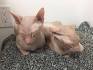 Available Cats - Sphynx Open Arms Rescue
