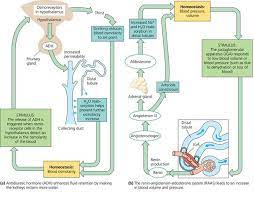 Pin By Samantha Seager On Anatomy Physiology Kidney Treatment Medical Facts Fundamentals Of Nursing